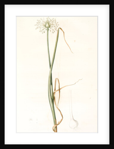 Allium palens, Allium pallens; Ail pâle, Dune bentgrass by Pierre Joseph Redouté