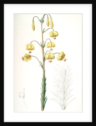 Lilium pyrenaicum, Lis des Pyrénées; Yellow Turk's Cap Lily by Pierre Joseph Redouté