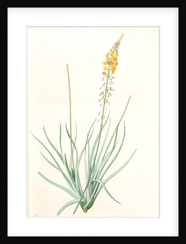 Anthericum longiscapum, Bulbine longiscapa; Anthéric à longues hampes by Pierre Joseph Redouté