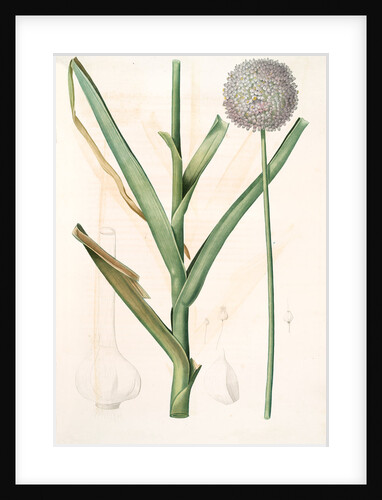 Allium ampeloprasum, Ail faux-poireau, Broad-leaf Wild Leek by Pierre Joseph Redouté