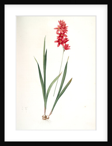 Ixia patens, Ixia filiformis; Ixis filiforme, Spreading-flowered by Pierre Joseph Redouté