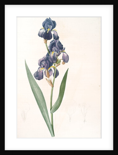 Iris plicata, Iris plissé by Pierre Joseph Redouté