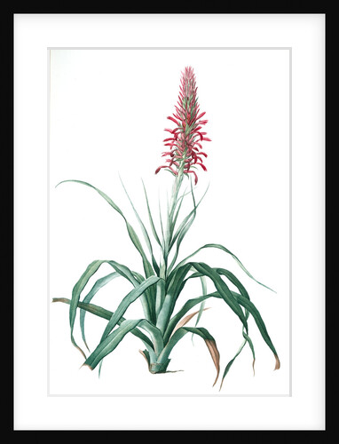 Pitcairnia latifolia, Pitcairnia bracteata; Pitcairnia á large feuille, Broad-leaved Pitcairnia by Pierre Joseph Redouté