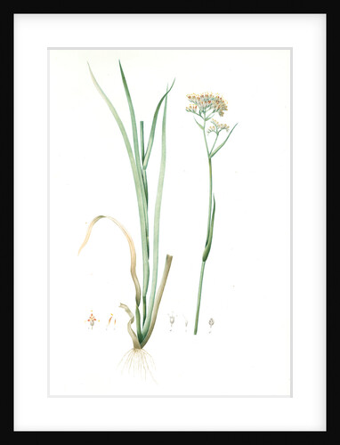 Heritiera tinctorum, Lachnanthes tinctorum; Heritiera des teinturiers, Paint Root; Red Root; Redleg by Pierre Joseph Redouté