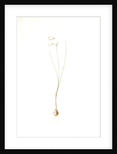 Leucojum grandiflorum, Leucojum trichophyllum; Nivéole à grandes fleurs, Three-leaved snowflakes by Pierre Joseph Redouté