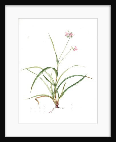 Tradescantia rosea, Ephémérine rose, Rosy Spiderwort by Pierre Joseph Redouté