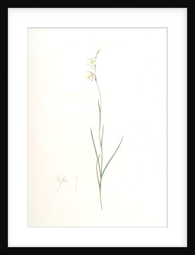 Ixia radiata, Hesperantha radiata; Ixia radiée, Carex-leaved Hesperantha by Pierre Joseph Redouté