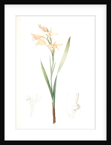 Gladiolus cuspidatus, Glaïeul en pointe, Tall Corn Flag by Pierre Joseph Redouté