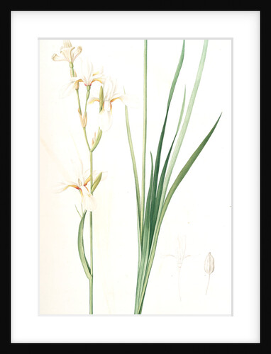 Ixia sibirica var. ochroleuca, Iris sp; Ixia de Sibérie var. à fleurs blanchâtres by Pierre Joseph Redouté