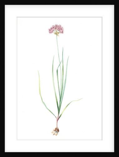 Allium roseum, Ail rose, Rose garlic by Pierre Joseph Redouté