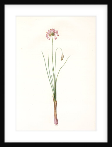 Allium bisulcum, Allium Stellerianum; Ail à deux sillons, Prairie onion by Pierre Joseph Redouté