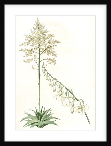 Furcraea gigantea, Fourcroye gigantesque; Giant False Agave by Pierre Joseph Redouté