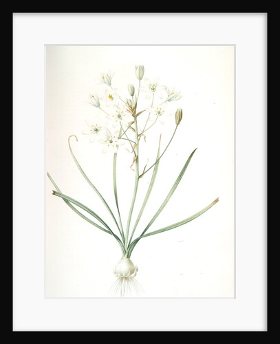 Ornithogalum umbellatum, Ornithogale en ombelle; Star of Bethlehem by Pierre Joseph Redouté
