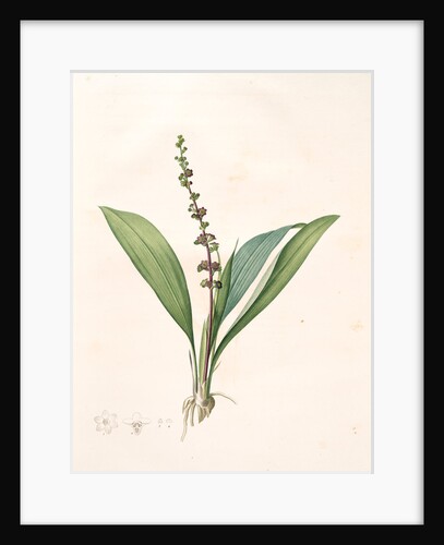 Peliosanthes Feta, Peliothane Feta by Pierre Joseph Redouté