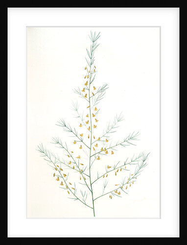 Asparagus amarus, Asparagus scaber; Asperge amére by Pierre Joseph Redouté