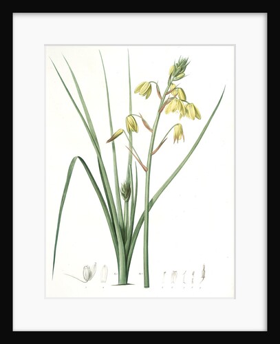 Albuca major, Albuca á large feuille, Larger Albuca by Pierre Joseph Redouté