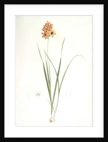 Ixia conica, Ixia masculata; Ixia conique, Orange-colored Ixia by Pierre Joseph Redouté