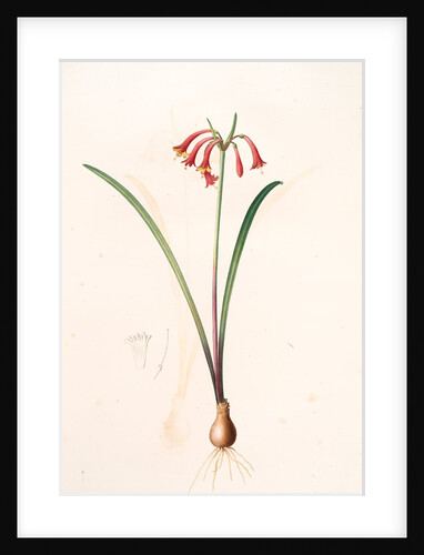 Cyrtanthus angustifolius, Cyrtanthus uniflorus; Cyrtanthe à feuilles étroites, Fire lily by Pierre Joseph Redouté