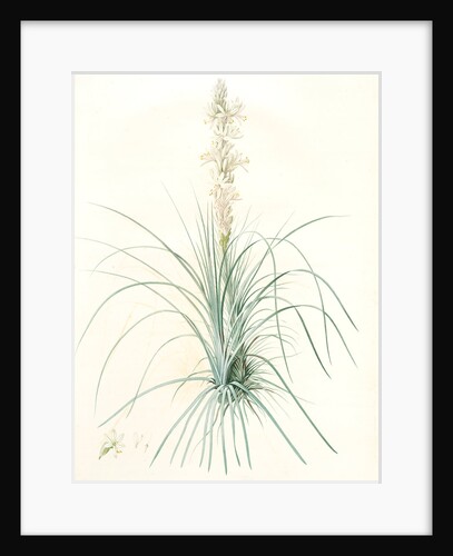 Asphodelus tauricus, Asphodeline taurica; Asphodèle taurique; Jacob's rod by Pierre Joseph Redouté