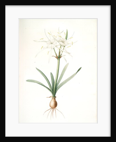 Pancratium disciforme, Hymenocallis rotata; Pancrace en disque; Spider lily by Pierre Joseph Redouté