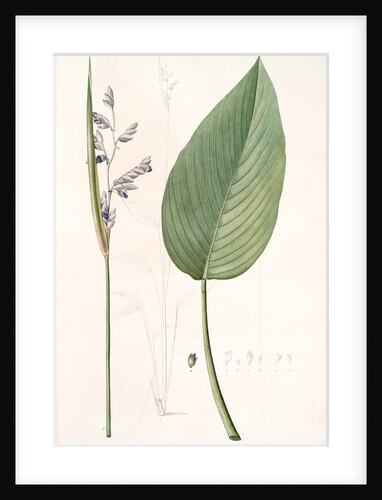 Peronia stricta, Thalia dealbata; Péronie, Powdery Alligator Flag by Pierre Joseph Redouté