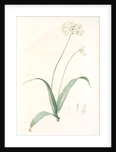 Allium album, Allium subhirsutum; Ail blanc, Hairy garlic by Pierre Joseph Redouté