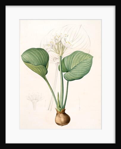 Pancratium amboinense, Eurycles sylvestris; Pancrace d'Amboine; Brisbane Lily by Pierre Joseph Redouté