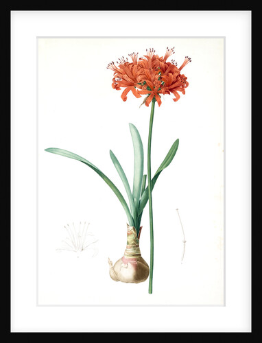 Amaryllis curvifolia, Nerine curvifolia; Amryllis, Glaucous-leaved Amrylis by Pierre Joseph Redouté