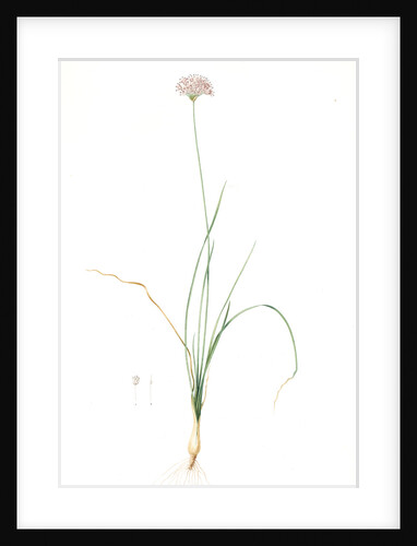 Allium lusitanicum, Allium angulosum; Ail de Portugal, Garlic of the mountains, Garlic of Lusitanie by Pierre Joseph Redouté
