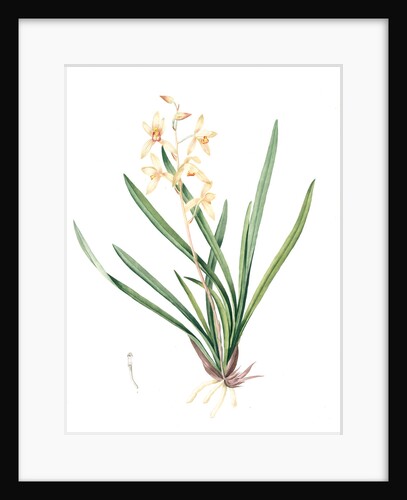 Epidendrum sinense, Cymbidium sinense; Epindendre de Chine, Chinese Epidendrum by Pierre Joseph Redouté