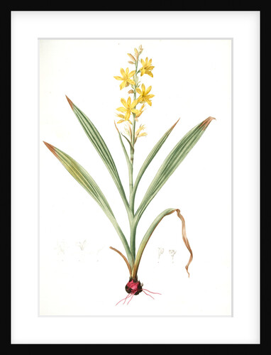 Wachendorfia thyrsiflora, Wachendorfe en thyrse, Bloodroot, Rooikanol by Pierre Joseph Redouté