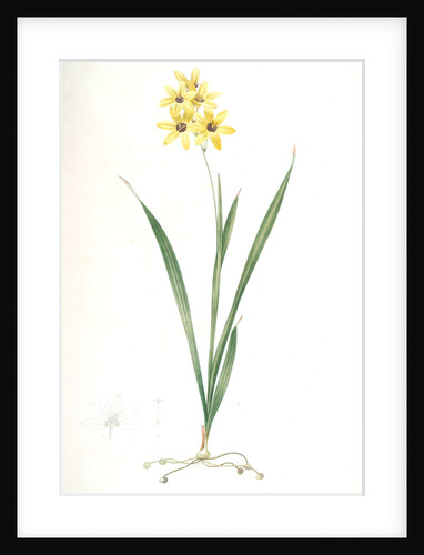 Ixia fusco-citrina, Ixia maculata; Ixia jaune et brun, African cornlily by Pierre Joseph Redouté