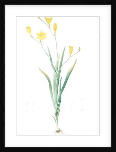 Ixia bulbifera, Ixia porte-bulbes by Pierre Joseph Redouté