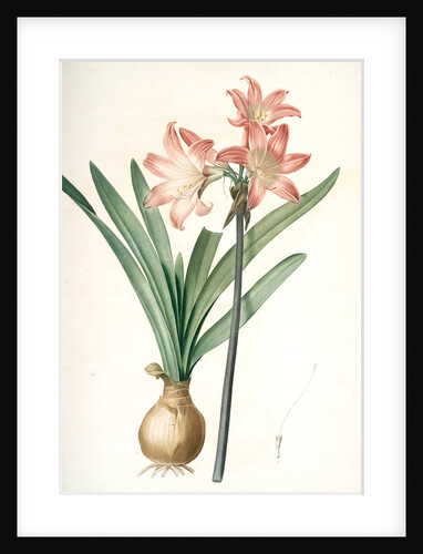 Amaryllis Belladonna, Amaryllis belladona; Amaryllis belladone; Belladonna Lily, Jersey Lily by Pierre Joseph Redouté