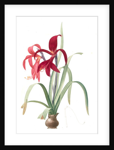 Amaryllis Fomossissima, Amaryllis Lys St. Jacques by Pierre Joseph Redouté
