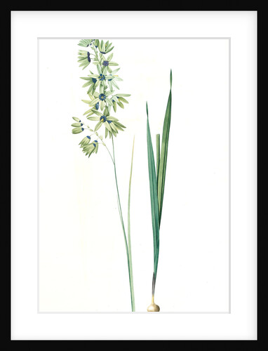 Ixia viridiflora, Ixia á fleurs vertes, African Corn Lily; Groenkalossie by Pierre Joseph Redouté