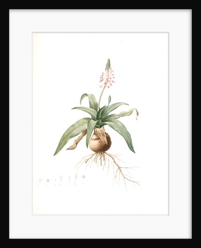 Lachenalia lanceaefolia, Scilla lanceaefolia, Spotted Copperas-leaved Lachenalia by Pierre Joseph Redouté