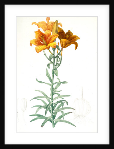 Lilium bulbiferum, Lis bulbiferum; Lis bulbifère; Orange lily by Pierre Joseph Redouté