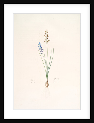 Scilla autumnalis, Scille de'automne; Autumn Squill by Pierre Joseph Redouté