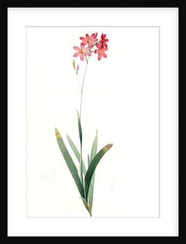 Ixia phlogiflora, Ixia scariosa; Ixia à fleurs de phlox by Pierre Joseph Redouté