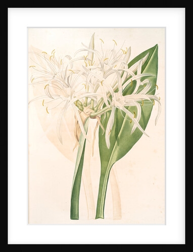 Pancratium speciosum, Hymenocallis speciosia; Pancrace à belles fleurs, Spider Lily by Pierre Joseph Redouté