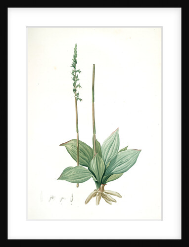 Neottia elata, Spiranthes sp; Néottie élancée, Tall ladiestresses by Pierre Joseph Redouté