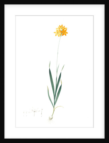 Ixia dubia, Ixia lutea; Ixea doubteuse Yellow corn flower; Kalossies by Pierre Joseph Redouté