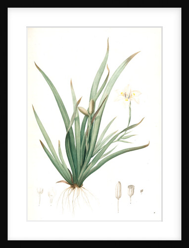 Moraea iridioides, Morée faux-iris; African Iris by Pierre Joseph Redouté