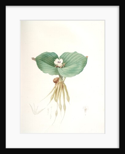 Kaempferia galanga, Kempférie galanga by Pierre Joseph Redouté