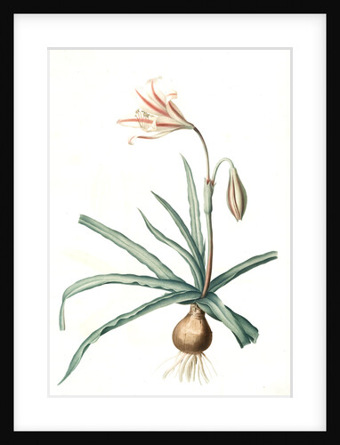 Amaryllis Broussonetii, Amaryllis de Boussonet by Pierre Joseph Redouté