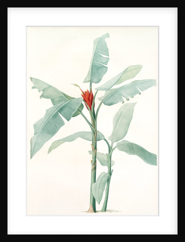 Musa coccinea by Pierre Joseph Redouté