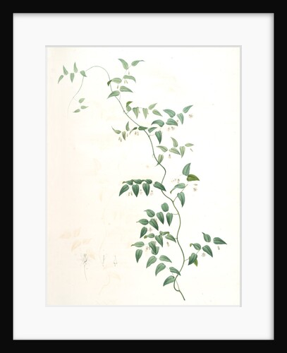 Medeola asparagoides, Asparagus asparagoides by Pierre Joseph Redouté