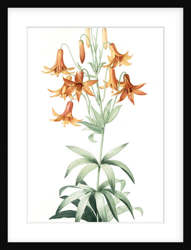Lilium penduliflorum, Lis à fleurs pendantes by Pierre Joseph Redouté