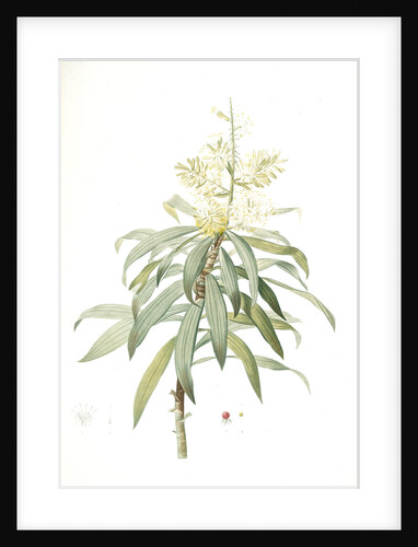 Dracoena reflexa, Dracaena sp; Dragonnier à feuilles réfléchies, Song of India; Pleomele or Maylasian draceana by Pierre Joseph Redouté